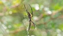 Closeup Of The Yellow Garden Spider On The Cobweb. Argiope Aurantia.