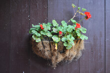 Serene View Of Tiniy Red Flowers In A Pot Hanged On A Wooden Wall