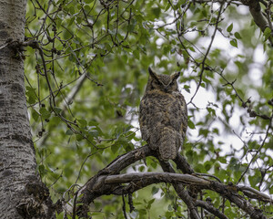 Closeup shot of an owl perched on a t