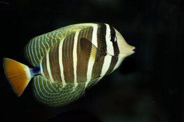 Wall Mural - Sailfin surgeon fish (Zebrasoma veliferum) in marine aquarium
