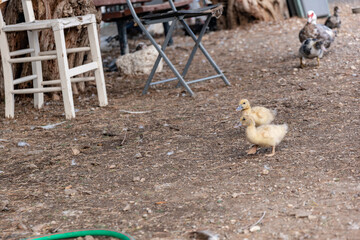 Sticker - Hen and chicken in the streets of Rethymnon Crete