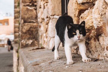 Wall Mural - Cat walking in the streets of Chania, Crete