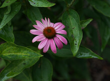 Closeup Shot Of A Blooming Pink Coneflower