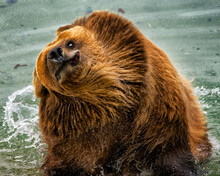 Closeup Shot Of An Enormous Grizzly Bear Bathing In A Lake