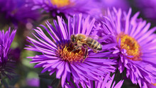 Beautiful Shot Of A Bee Pollinating A Purple Aster Flower In A Garden