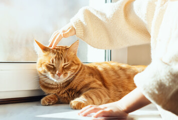 A small child's hand is stroking the head of a contented yellow cat. A little girl is stroking a beautiful sleeping red cat. Orange cat is lying on the window.The concept of pet care.Children and pets