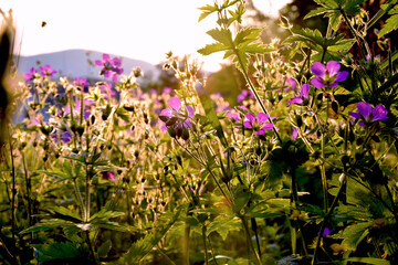 Poster - Closeup shot of wood crane's-bill flowers