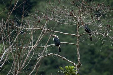 Closeup of two hornbills sitting on a bare tree with a blurry background