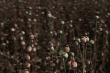 Seed Heads In The Field