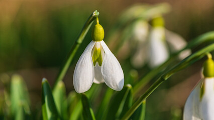 Wall Mural - Snowdrops in the forest on a blurred background.