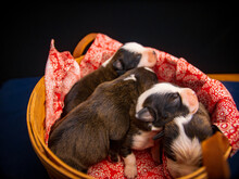 Top View Of Four Puppies Sleeping On A Red And White Sheet In A Wooden Basket