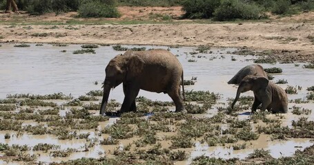 Wall Mural - A family of elephants play in a waterhole