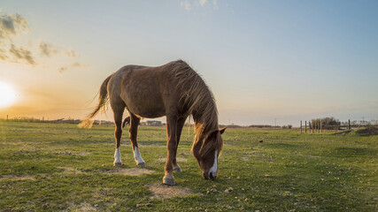 Sticker - Beautiful brown horse grazing on a pasture at sunset