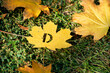 Sunlight shines on a maple leaf with a carved letter D