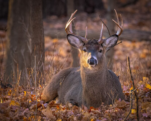 Canvas Print - Male deer sitting on a ground covered with autumn foliage in a forest