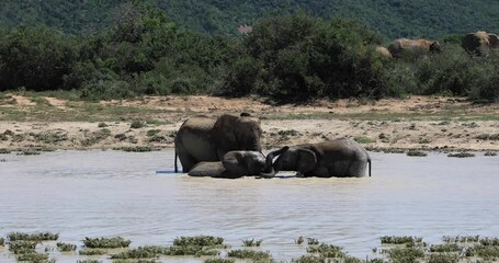 Wall Mural - A family of elephants play in a waterhole