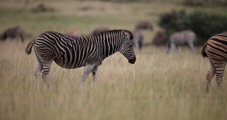 Wall Mural - a zebra is resting in the savannah