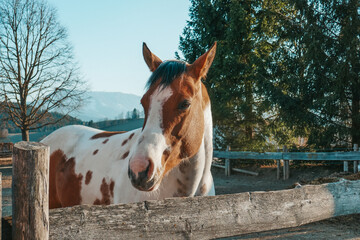 Wall Mural - Beautiful horses on the farm. Horse portrait.