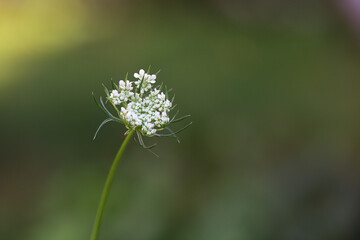 Wall Mural - Selective focus of white wild carrot flower against a blurred background