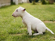 Selective Focus Shot Of An Adorable White Bull Terrier Dog In The Grass