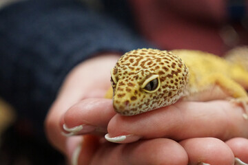 Sticker - Closeup of a person holding a leopard gecko lizard