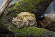 Erdkröte Männchen und Weibchen Huckepack am Teich sitzend.
