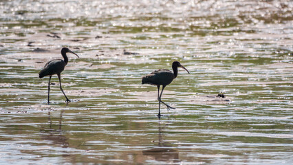 Pair of glossy ibis waterfowl, latin name Plegadis falcinellus, searching for food in the shallow lagoon.