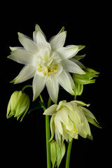 Wall Mural - white aquilegia flower on a black background, close-up, studio shot.