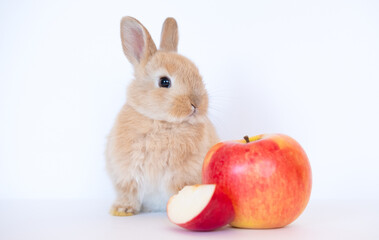 Adorable Lovely bunny rabbit with red apples on white background, Animal food concept