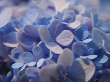Closeup Shot Of Beautiful Blue Hydrangeas