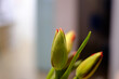 Green tulip bulbs blossoming with red petals close up still indoor scene