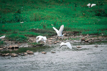 Beautiful Shot Of White Herons Flying Above The River