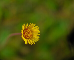 Closeup shot of a yellow dandelion flower