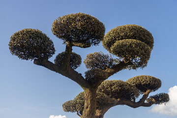 ornamental olive tree on cloudy sky background