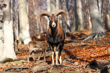 Poster - Beautiful shot of a mouflon in a forest during the day