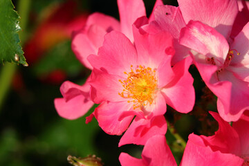 Wall Mural - Flowers of a mountain rose blooming in the garden