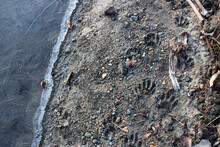 Top View Of Raccoon Feet Tracks On A Frozen Lake Shore