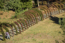 High Angle View Of A Metal Fence In A Garden Covered With Plants
