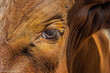 Macro shot of a Texas longhorn's eye