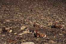 Herd Of Wild Goats Resting In The Mountains