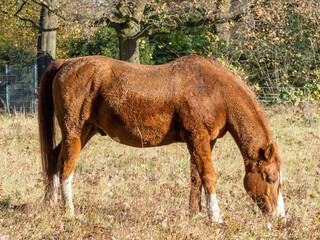 Sticker - Side view of a beautiful lovely brown horse grazing grass in the field on a sunny day