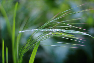 Canvas Print - Beautiful macro of small water drops on the leaf shrubs with a blurred background