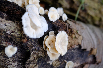 Closeup shot of white fungus growing on bark