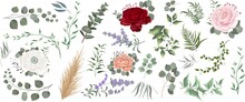 Vector Grass And Flower Set. Eucalyptus, Different Plants And Leaves, Lavender, Roses, Ranunculus, Dry Wood, Mimosa. 
