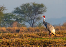 Lonely Australian Crane Standing In A Field In The Daytime.