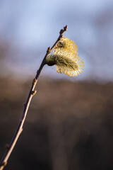 Wall Mural - Willow flowers with pollen on a twig.