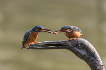 Closeup shot of a couple of common kingfishers sharing food