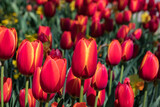 Fototapeta Tulipany - A magical field of tulips