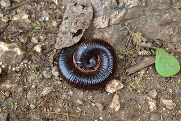 Wall Mural - Millipedes laying on the ground