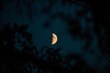 Selective focus shot of a half-moon in the night sky shining through silhouettes of tree leaves
